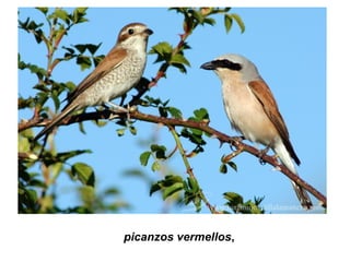 picanzos vermellos,
 
