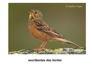 escribentas das hortas
 