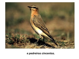 e pedreiros cincentos.
 