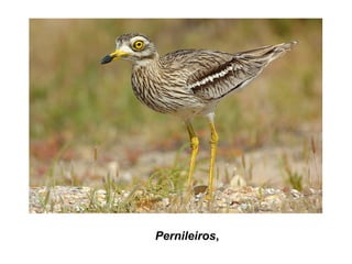 Pernileiros,
 