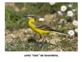 unha “clas” de lavandeira,
 