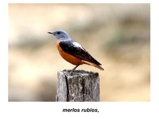 merlos rubios,
 