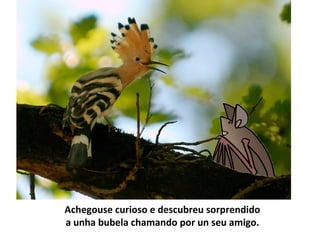 Achegouse curioso e descubreu sorprendido
a unha bubela chamando por un seu amigo.
 