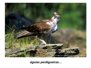 águias perdigueiras…
 
