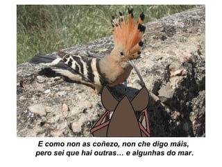 E como non as coñezo, non che digo máis,
pero sei que hai outras… e algunhas do mar.
 