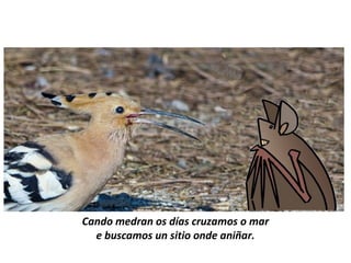 Cando medran os días cruzamos o mar
e buscamos un sitio onde aniñar.
 