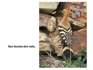 Nun burato dun valo,
 