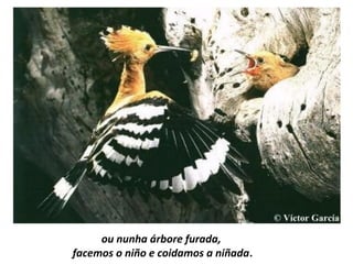 ou nunha árbore furada,
facemos o niño e coidamos a niñada.
 