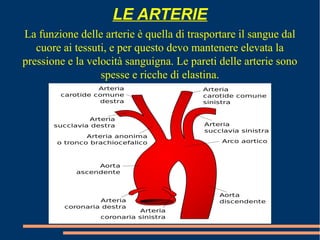 LE ARTERIE
La funzione delle arterie è quella di trasportare il sangue dal
cuore ai tessuti, e per questo devo mantenere elevata la
pressione e la velocità sanguigna. Le pareti delle arterie sono
spesse e ricche di elastina.
 