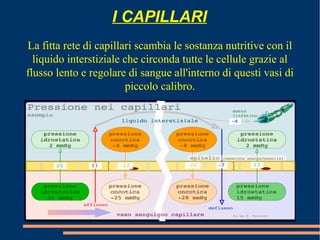 I CAPILLARI
La fitta rete di capillari scambia le sostanza nutritive con il
liquido interstiziale che circonda tutte le cellule grazie al
flusso lento e regolare di sangue all'interno di questi vasi di
piccolo calibro.
 