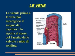 LE VENE
Le venule prima e
le vene poi
raccolgono il
sangue dai
capillari e lo
riporta al cuore
col l'ausilio delle
valvole a nido di
rondine.
 