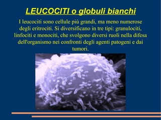 LEUCOCITI o globuli bianchi
I leucociti sono cellule più grandi, ma meno numerose
degli eritrociti. Si diversificano in tre tipi: granulociti,
linfociti e monociti, che svolgono diversi ruoli nella difesa
dell'organismo nei confronti degli agenti patogeni e dai
tumori.
 