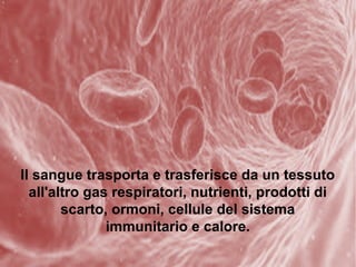 Il sangue trasporta e trasferisce da un tessuto
all'altro gas respiratori, nutrienti, prodotti di
scarto, ormoni, cellule del sistema
immunitario e calore.
 