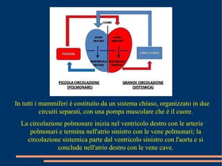 In tutti i mammiferi è costituito da un sistema chiuso, organizzato in due
circuiti separati, con una pompa muscolare che è il cuore.
La circolazione polmonare inizia nel ventricolo destro con le arterie
polmonari e termina nell'atrio sinistro con le vene polmonari; la
circolazione sistemica parte dal ventricolo sinistro con l'aorta e si
conclude nell'atrio destro con le vene cave.
 