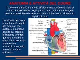 Il cuore è una macchina molto efficiente che svolge una mole di
lavoro impressionante: ogni giorno l'intero volume del sangue
passa al suo interno e viene sospinto in tutto il corpo almeno un
migliaio di volte.
ANATOMIA E ATTIVITÀ DEL CUORE
L'anatomia del cuore
è strettamente legata
alla funzione che
svolge. È un organo
cavo la cui parete è
formata da tre strati:
quello più interno o
endocardio, lo strato
intermedio o
miocardio e lo strato
più esterno detto
epicardio.
 