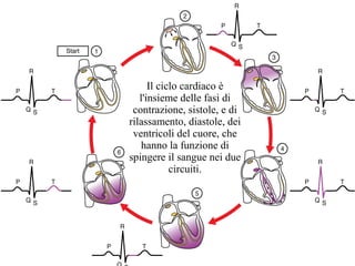 Il ciclo cardiaco è
l'insieme delle fasi di
contrazione, sistole, e di
rilassamento, diastole, dei
ventricoli del cuore, che
hanno la funzione di
spingere il sangue nei due
circuiti.
 