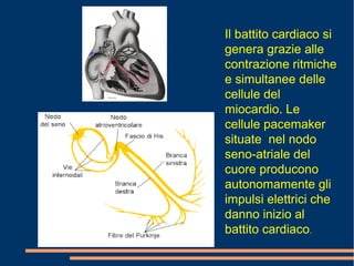Il battito cardiaco si
genera grazie alle
contrazione ritmiche
e simultanee delle
cellule del
miocardio. Le
cellule pacemaker
situate nel nodo
seno-atriale del
cuore producono
autonomamente gli
impulsi elettrici che
danno inizio al
battito cardiaco.
 