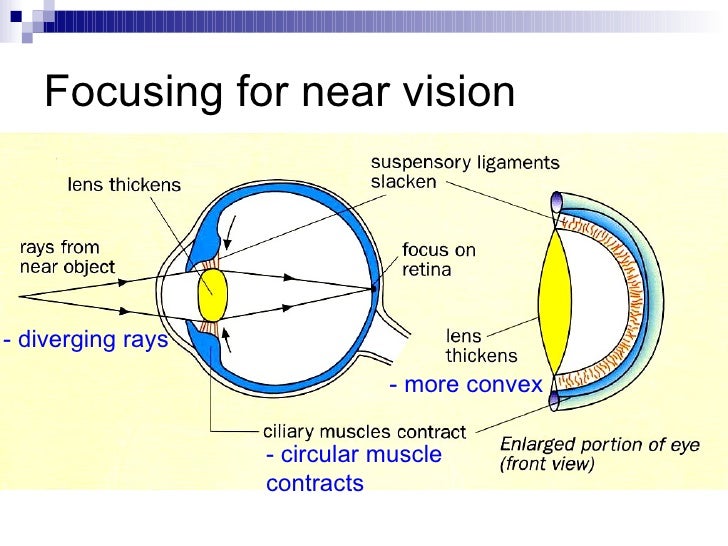 Chapter 14 The Human Eye Lesson 3 - The 2 Mechanisms of the Eye 1) Ac…