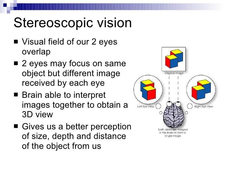 Chapter 14 The Human Eye Lesson 3 The 2 Mechanisms of the Eye 1) Ac…