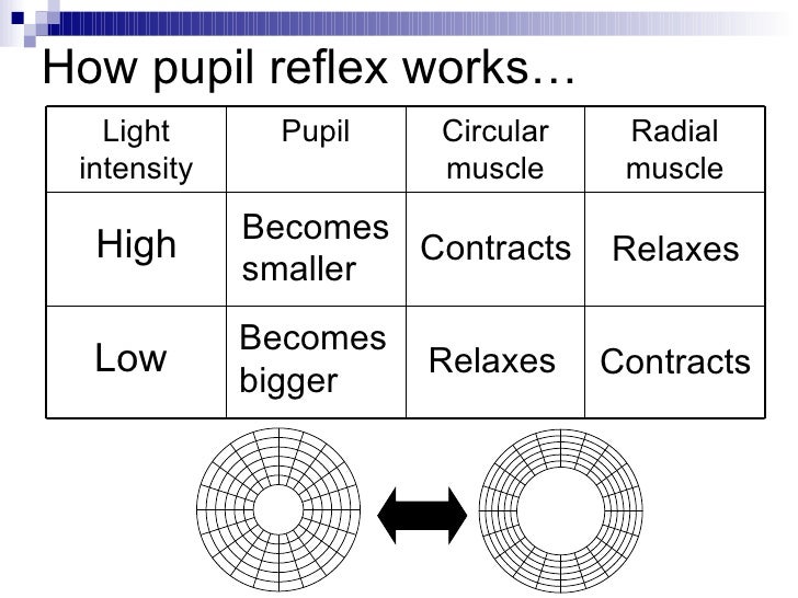 Chapter 14 The Human Eye Lesson 3 The 2 Mechanisms Of The Eye 1 Ac