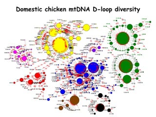 Chicken phenoypic and genetic diversity: Where does it come from | PPTX