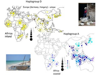 Chicken phenoypic and genetic diversity: Where does it come from  