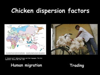 Chicken phenoypic and genetic diversity: Where does it come from  