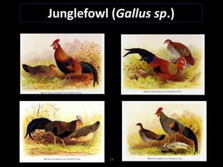 Chicken phenoypic and genetic diversity: Where does it come from  