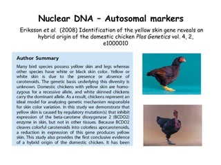 Chicken phenoypic and genetic diversity: Where does it come from  