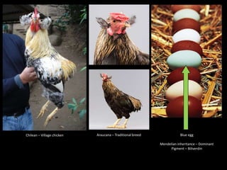 Chicken phenoypic and genetic diversity: Where does it come from  