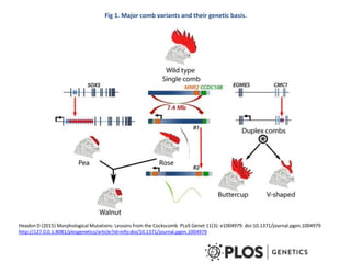 Chicken phenoypic and genetic diversity: Where does it come from  