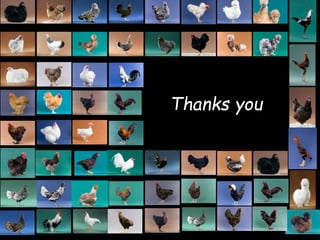 Chicken phenoypic and genetic diversity: Where does it come from  