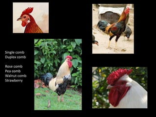 Chicken phenoypic and genetic diversity: Where does it come from  