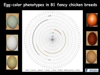 Chicken phenoypic and genetic diversity: Where does it come from  