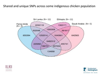Chicken phenoypic and genetic diversity: Where does it come from  
