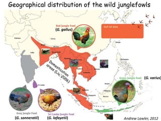 Chicken phenoypic and genetic diversity: Where does it come from  