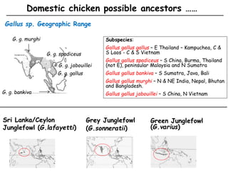 Chicken phenoypic and genetic diversity: Where does it come from  