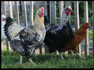 The chicken of the future: Options from breeding and research