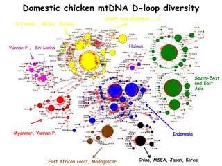 The chicken of the future: Options from breeding and research