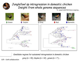 The chicken of the future: Options from breeding and research