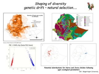 The chicken of the future: Options from breeding and research