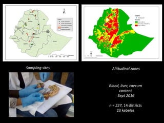 The chicken of the future: Options from breeding and research