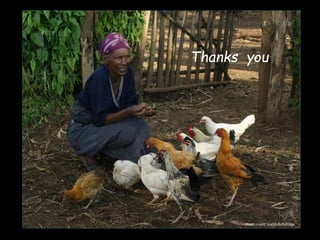 The chicken of the future: Options from breeding and research