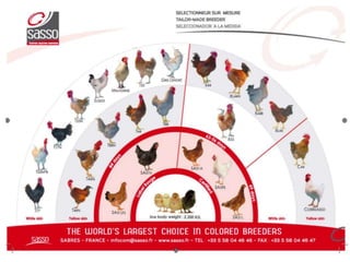 The chicken of the future: Options from breeding and research