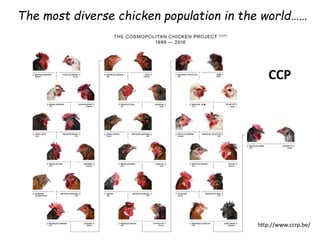 The chicken of the future: Options from breeding and research