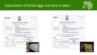 Importation of fertile eggs and what it takes!
Kuroiler Sasso
 