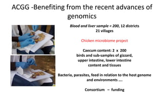 ACGG: A platform for testing, delivering, and continuously improving tropically-adapted chickens for productivity growth in sub-Saharan Africa