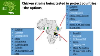 ACGG: A platform for testing, delivering, and continuously improving tropically-adapted chickens for productivity growth in sub-Saharan Africa