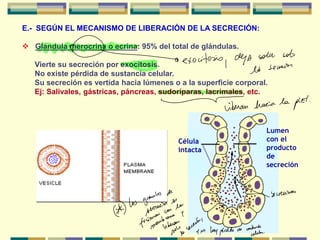 3a Clase-Epitelios glandulares exocrinos.pdf