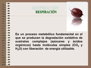 Es un proceso metabólico fundamental en el
que se producen la degradación oxidativa de
sustratos complejos (azúcares y ácidos
orgánicos) hasta moléculas simples (CO2 y
H2O) con liberación de energía utilizable.
 